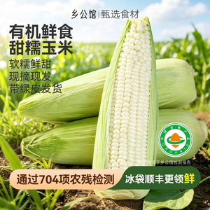 乡公馆有机香甜白糯玉米新鲜现摘