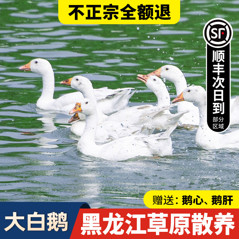 鹅肉新鲜大鹅鲜鹅老鹅农家散养大鹅生鲜大白鹅东北铁锅炖大鹅整只