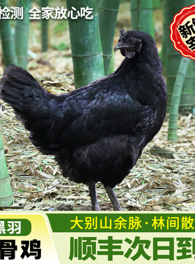 乌鸡新鲜宰杀乌鸡活鸡土鸡农家散养走地鸡整只生鲜正宗五黑乌骨鸡