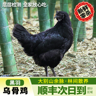 乌鸡新鲜宰杀乌鸡活鸡土鸡农家散养走地鸡整只生鲜正宗五黑乌骨鸡