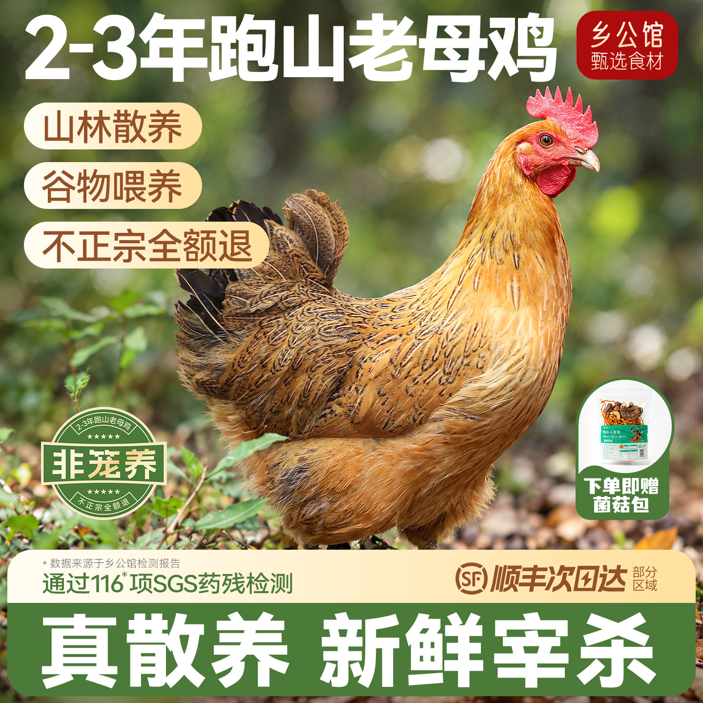 【顺丰】真散养跑山老母鸡