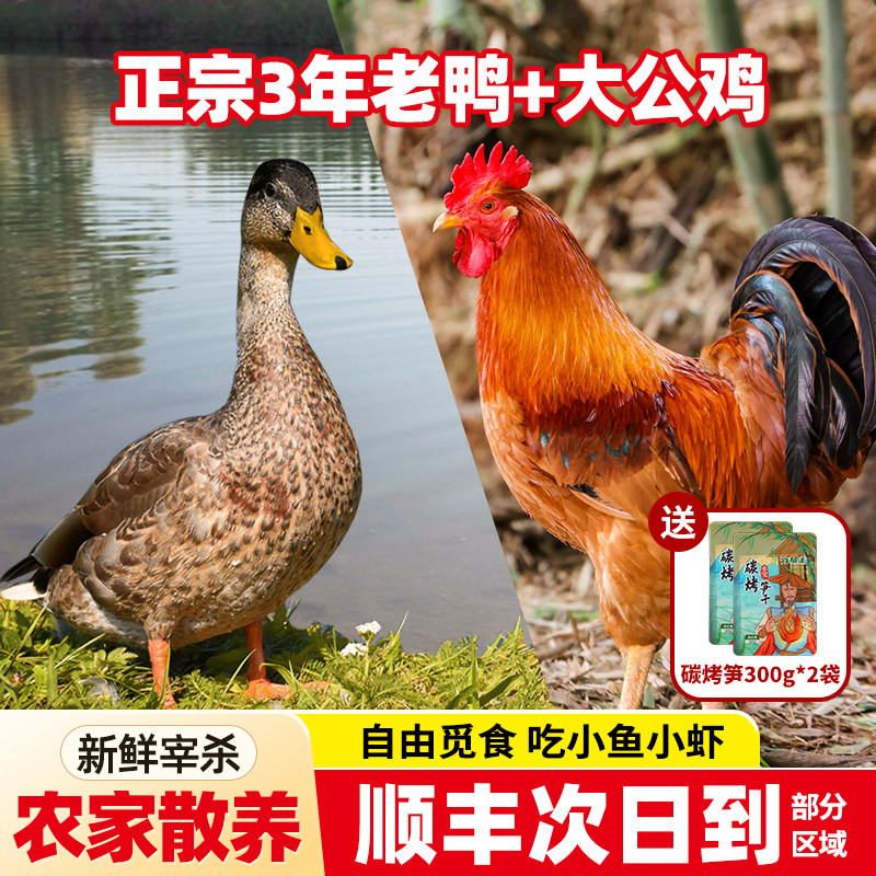 乡公馆鸭子正宗麻鸭老鸭整只新鲜农家散养大公鸡皖南农村现杀土鸭