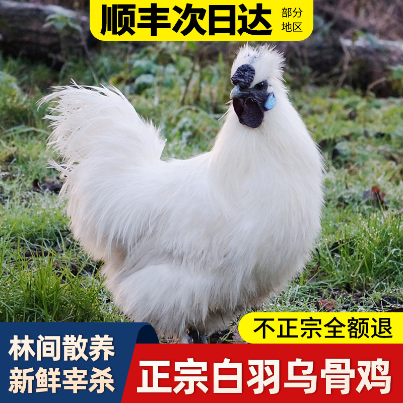 乌鸡新鲜现杀白羽活鸡土鸡农家散养走地鸡母鸡煲汤整只正宗乌骨鸡