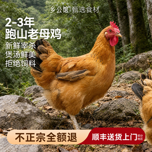 买一送一！2-3年跑山老母鸡散养