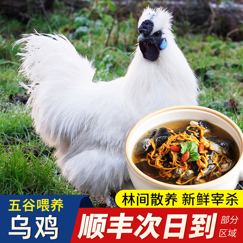 乌鸡新鲜现杀正宗乌骨鸡土鸡农家散养乌鸡蛋活鸡肉整只公鸡老母鸡_虎窝淘