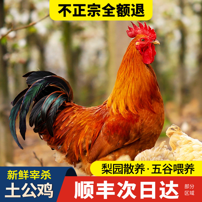 大公鸡土鸡农家散养走地鸡小公鸡童子鸡柴鸡肉新鲜现杀笨草鸡整只