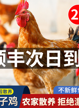 童子鸡土鸡农家散养未打鸣仔公鸡走地鸡白切鸡新鲜现杀整只小公鸡