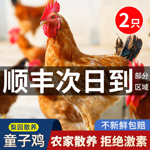 童子鸡小公鸡正宗农家散养土鸡