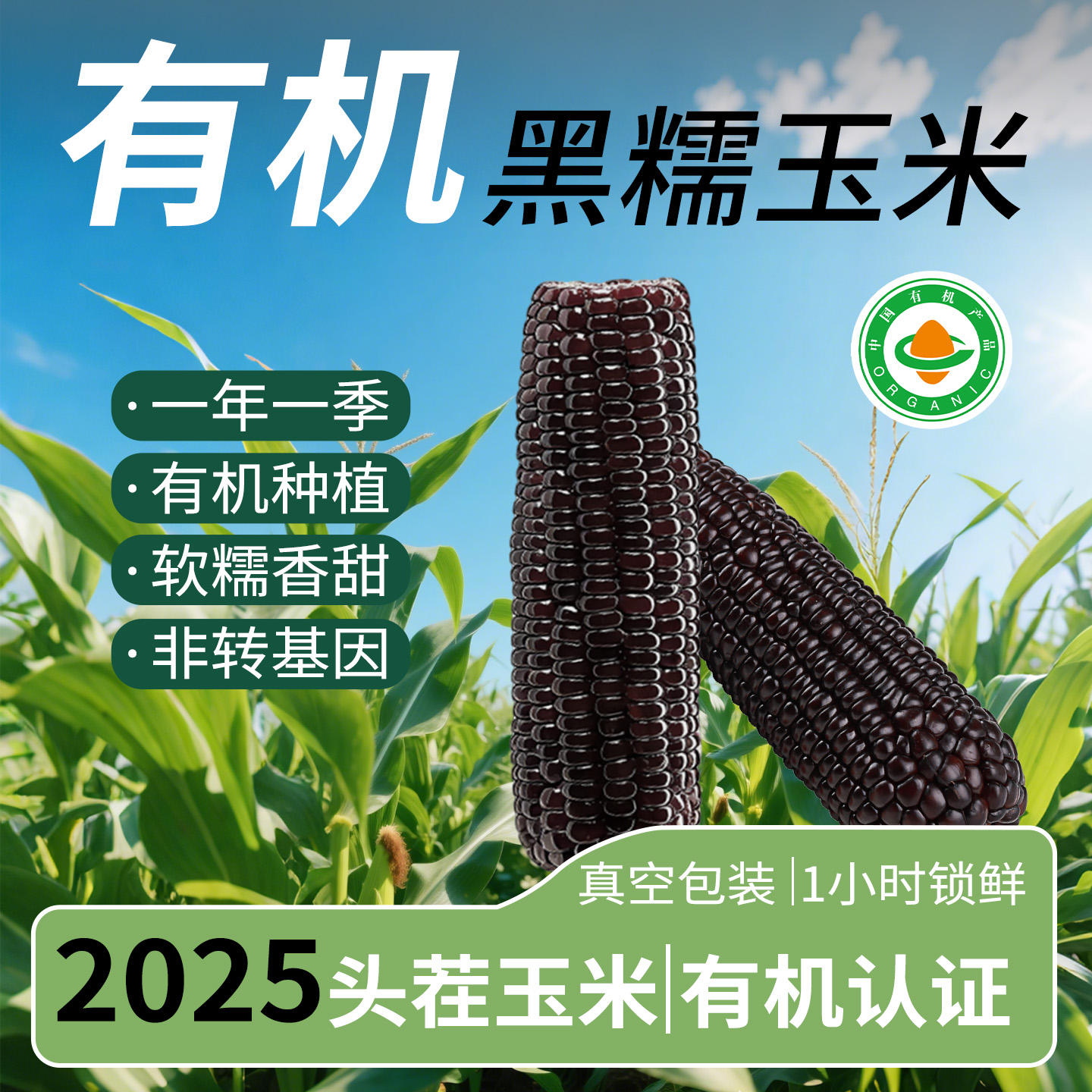 有机黑糯玉米内蒙古香糯玉米