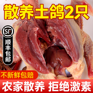 鸽子新鲜现杀正宗农家散养乳鸽土鸽肉鸽生鲜鸽子乳鸽5年老鸽子蛋