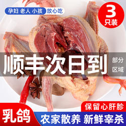 鸽子新鲜现杀5年土鸽子农家散养鸽子肉炖煲汤鲜活乳鸽生鲜老鸽子