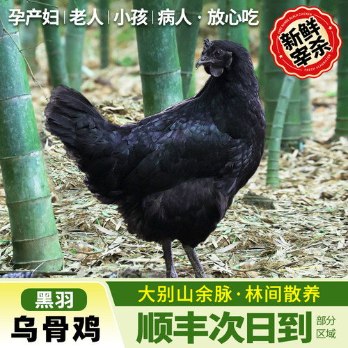 【顺丰次日到】乌鸡活鸡新鲜现杀