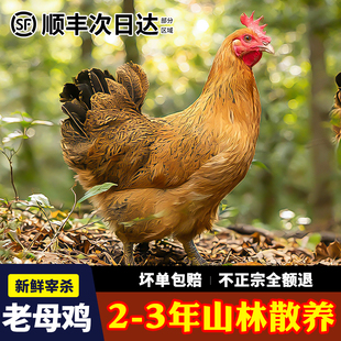 老母鸡土鸡农家散养走地鸡整只新鲜现杀溜达生鲜跑山笨黄油老母鸡