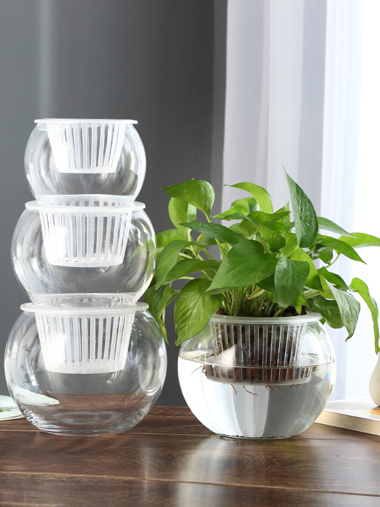创意水培瓶植物透明玻璃