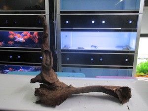 天然/沉水木/精品M1079号 一帆风顺型 纹理好多分叉 ADA 沉木优质