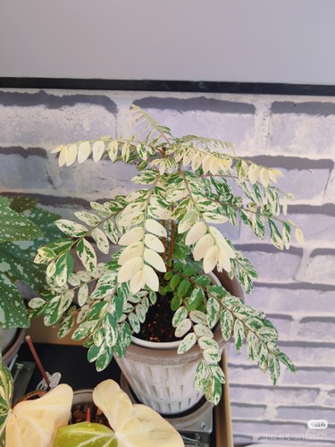 花叶叶下珠 白锦叶下珠Phyllanthus pulcher锦化盆栽阳台稀有盆栽