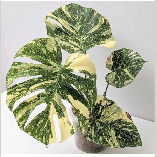 观叶植物龟背竹好养室内