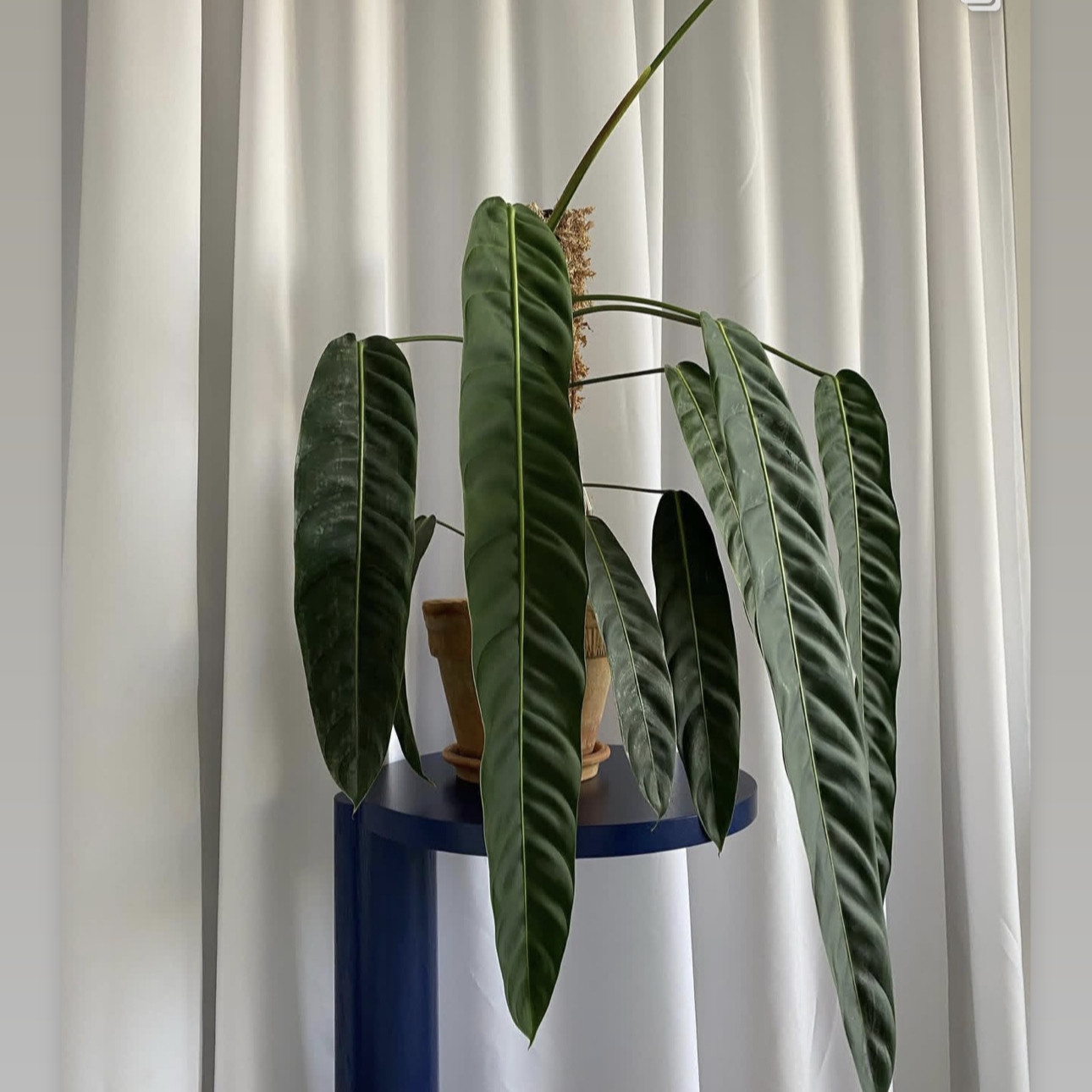 室内垂吊观叶热植pe蔓绿绒