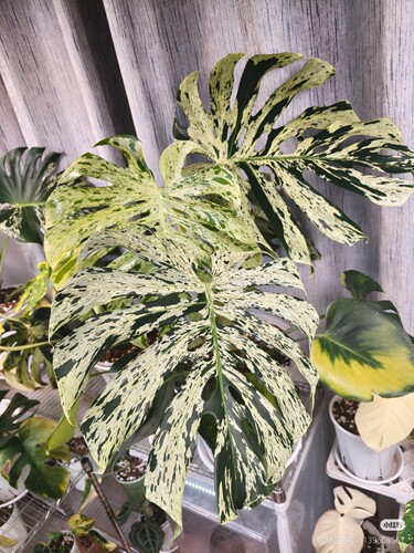 稀缺妙蛙龟背竹锦遗迹龟背竹灯泡王龟背竹室内锦化好养Monstera