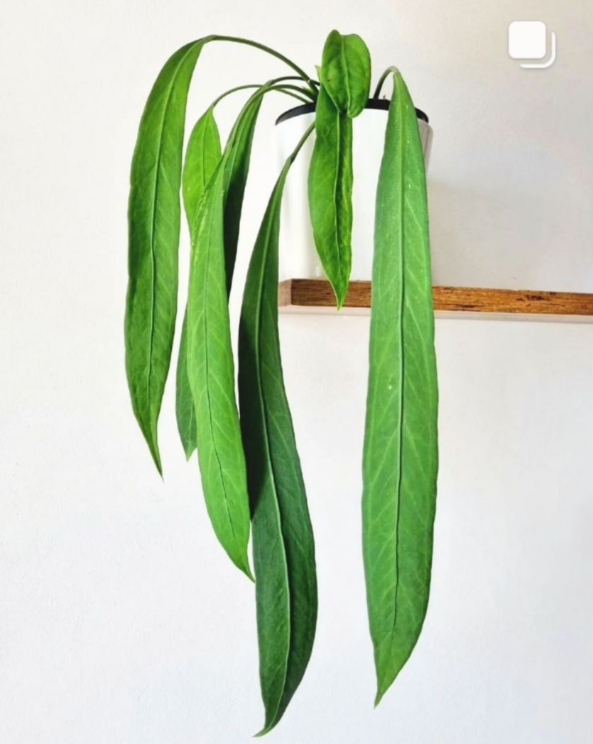 维塔领带花烛垂吊花烛