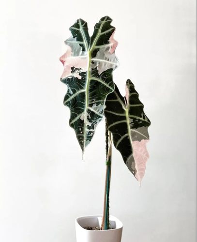 仙女锦大海芋盆栽植物白金