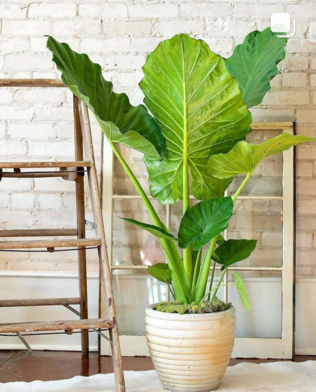 波尔图巨浪海芋 alocasia portora 大型种室内花园绿 植盆栽 阳台