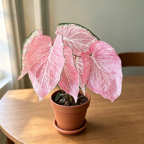 彩叶芋娇羞新娘幻想曲芭蕾舞鞋客厅观叶粉色飞溅室内观叶热植