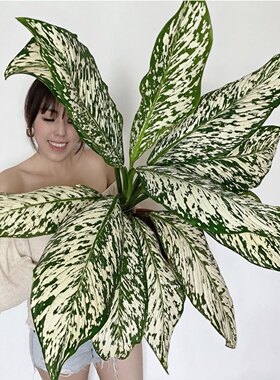 暴风雪室内粗勒草万年青新品种雪花盆栽大型万年青植物阳台好养水