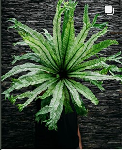 花叶鸟巢蕨锦叶鸟巢蕨稀有板植墙上绿植锦化植物阳台室内绿植盆栽