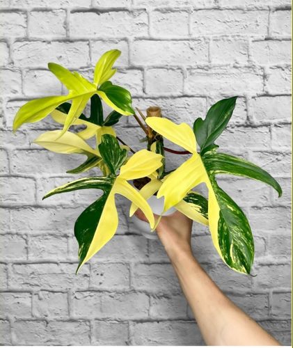 佛罗里达美人锦飞机蔓绿绒锦化室内Philodendron Florida Beauty