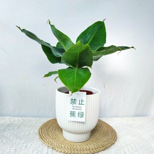 禁止蕉绿超矮卡文迪什香蕉阳台桌面室内水果植物树果树盆栽绿植