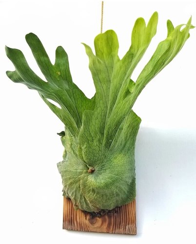 何其美鹿角蕨女王亚洲猴脑蕨银叶二岐稀有鹿角蕨墙面绿象耳鹿角蕨