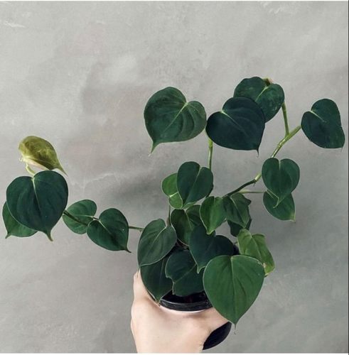 心型蔓绿绒Philodendron Lupinum室内盆栽网红绿植垂吊爬藤植物