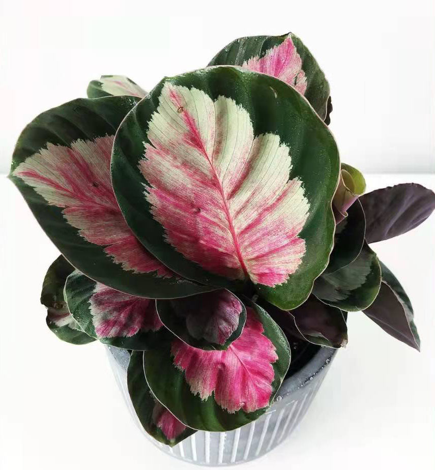 红玫瑰竹芋 盆栽 彩叶植物 四季养植 室内桌面花卉 包邮