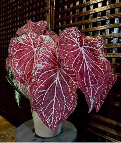 彩叶芋胡椒薄荷海王娇羞粉色飞溅观叶网红ins北欧风绿植盆栽阳台