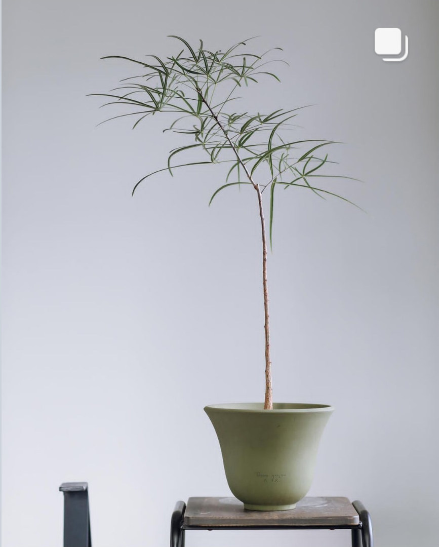 昆士兰瓶树网红细叶小众稀缺诧寂风格落地植物盆栽