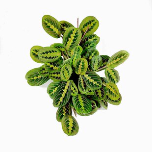 进口叶蝉竹芋盆栽红蜻蜓红脉竹芋北欧ins风绿植观叶植物四季常青