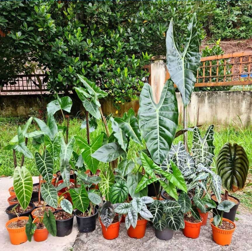 天鹅斑马萨利安龙鳞粉海芋图片