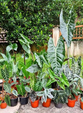 绿天鹅斑马萨利安龙鳞粉龙白犀牛沃森铜叶内罗毕黑魔法吸血鬼海芋