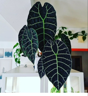 亮面绒面沃森海芋苏拉威西箭叶天南星科观叶原种进口热植绿植盆栽