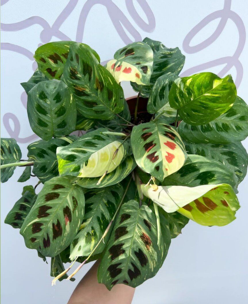 豹斑竹芋锦 豹纹竹芋 maranta kerchoveana进口室内网红绿植盆栽