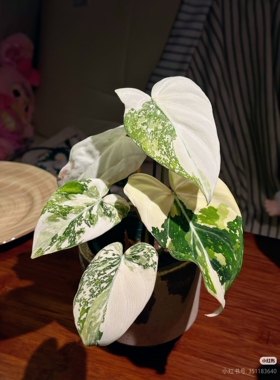 明脉锦蔓绿绒 Philodendron Gloriosum Variegated Tri-Color锦化