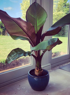 象腿蕉园艺世界萌叔同款红叶象足香蕉进口网红INS绿植香蕉盆栽