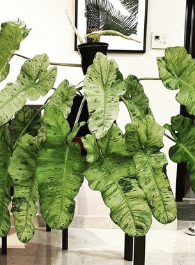 进口绿植PhilodendronParaiso Verde 绿天堂蔓绿绒观叶盆栽爬藤