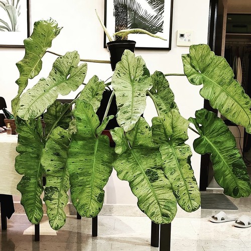 进口绿植PhilodendronParaiso Verde 绿天堂蔓绿绒观叶盆栽爬藤