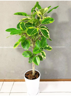绿植黄金榕高山花叶网红橡皮树