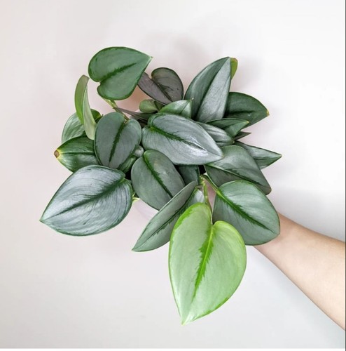 蓝月光藤芋蔓绿绒栽攀爬绿萝垂吊蓝色观叶绿植客厅阳台美观室内