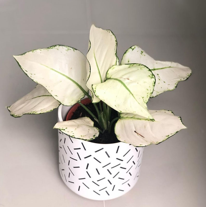 白公主粗肋草 白色如意万年青 ins风室内耐阴绿植盆栽花卉清新