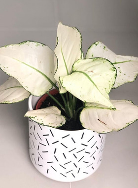 白公主粗肋草 白色如意万年青 ins风室内耐阴绿植盆栽花卉清新