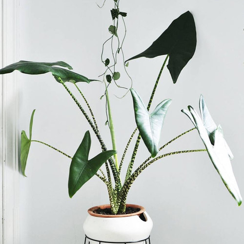 斑马海芋美观客厅阳台